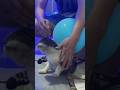 Cat Playing with Balloons 🎈 #viralshort #airsoft #funnyvideos #shortsvideo #nerf #toys #happy #funy