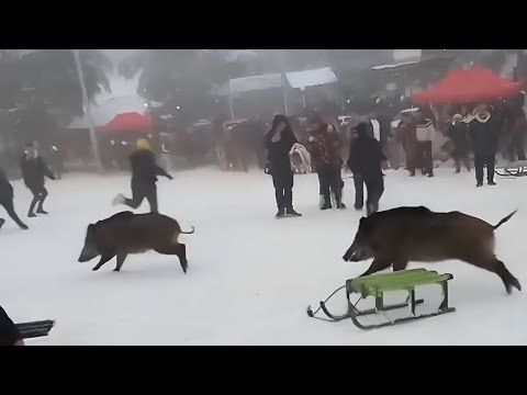 , title : 'الخنازير تهاجم السياح بأعالي جبال الشريعة الحلوف جاب عايلتو تتزحلق'