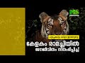 പട്ടാപ്പകലും കടുവ ഇറങ്ങുന്നു കേളകം രാമച്ചിയിൽ ജനജീവിതം സ്തംഭിപ്പിച്ച് വന്യമൃഗങ്ങൾ