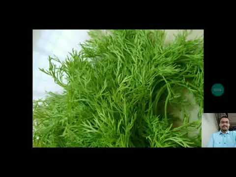 Satahwa (Anethum sowa) etc.