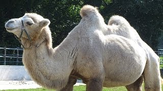 preview picture of video 'Le parc animalier du Mundenhof à Fribourg-en-Brisgau (Allemagne)'