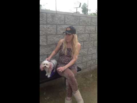 Maltese (Intro)  at PET WISHES by VERONA