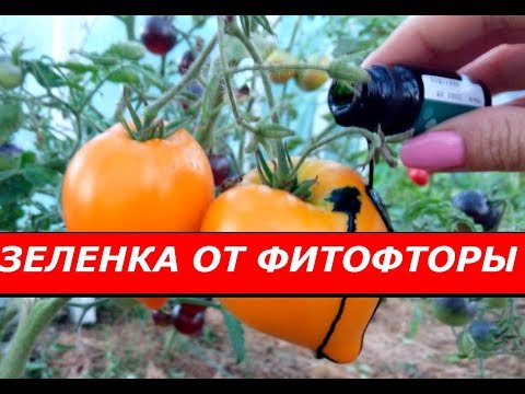 ЗЕЛЕНКОЙ ПОБЕДИЛА ФИТОФТОРУ НА ТОМАТАХ ! СУПЕР СПОСОБ !