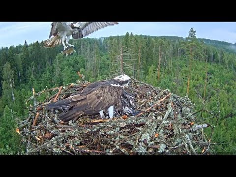 kalakotkas2 2017/07/11 16h27m ~Huge fish for the total soaked osprets~