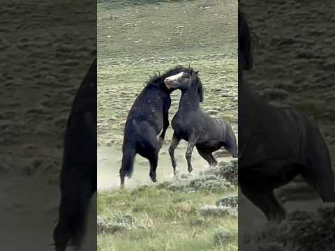 Wild stallions battle at Salt Wells Creek in Wyoming.