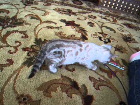 Rider & Yaksha baby Male - Magik