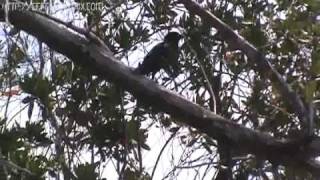 Francis Lai - Visiting Louise - I'll never forget what's 'isname