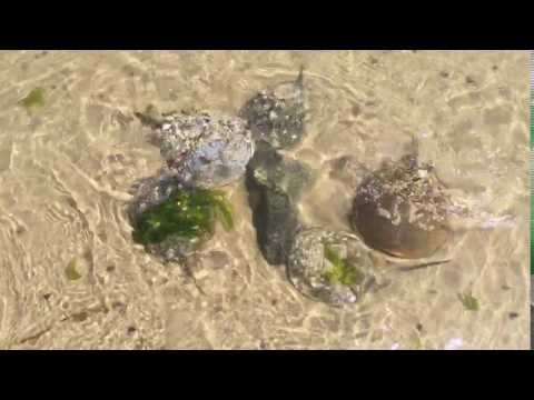 Horseshoe crabs plumb beach
