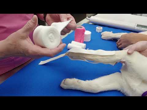 YouTube video about: Can a dogs broken leg heal on its own?