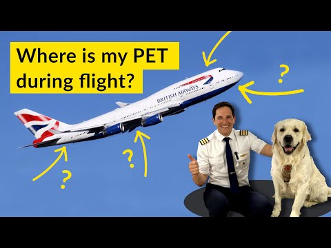 How Pets Travel on Airline Jets: Explained in Layman's Terms