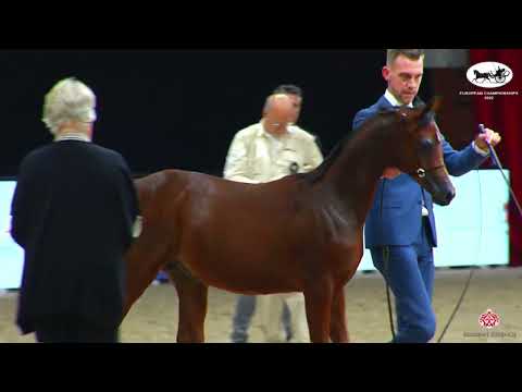 N 179 FORELOCK'S YAMELL   European Championships 2022   Colts Foals Class B
