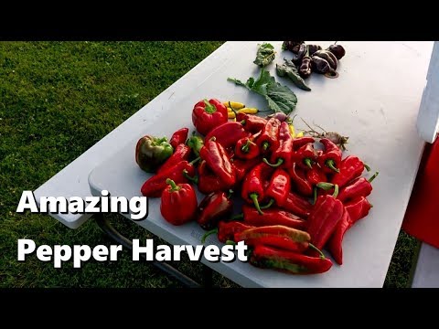 Amazing Pepper Harvest