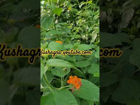 #kushagra #nature #masti #like #flower #viralvideo
