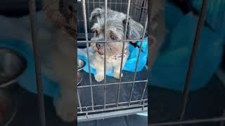 Video preview image #1 Mutt Puppy For Sale in Boca Raton, FL, USA