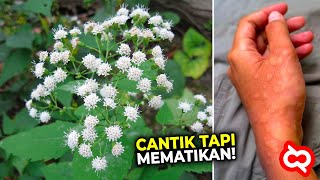 Download lagu Jangan Berani Sentuh! Inilah Tanaman Paling Berbahaya yang Sering Ditemukan di Pekarangan Rumah mp3 Download lagu Jangan Berani Sentuh! Inilah Tanaman Paling Berbahaya yang Sering Ditemukan di Pekarangan Rumah mp3