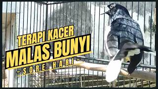 Download lagu Suara Burung Kacer Bikin Lawan Emosi Gacor, Pancingan Kacer Agar Cepat Emosi Gacor mp3 Download lagu Suara Burung Kacer Bikin Lawan Emosi Gacor, Pancingan Kacer Agar Cepat Emosi Gacor mp3