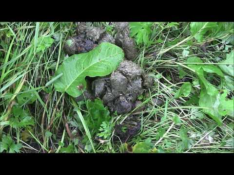 Охота на медведя, выстрел и попадание кадре!
