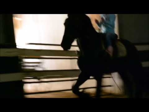 beonca and friesian stallion 11518