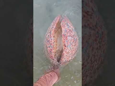 Discovering a Massive Sea Snail on the Beach 😱 🐌