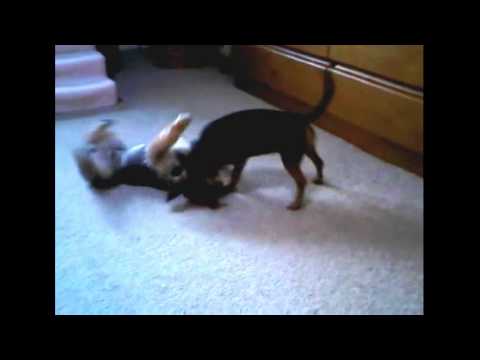 Dogs romping around Irish style - Finn & Heidi