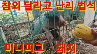 애완동물 미니피그(돼지) 후식 제일 좋아하는 과일 참외 달라고 난리중  디저트 동물농장