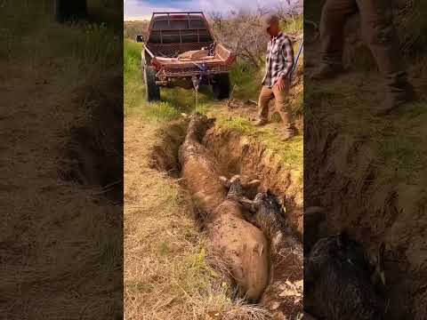 The Clumsiest Cow You’ll See Today 🐄😂#FunnyAnimals #Cow #AnimalShorts #foryoupage#farmlife