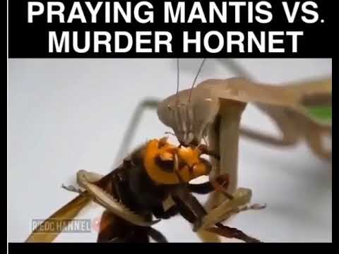Praying Mantis Vs  Death Hornet...