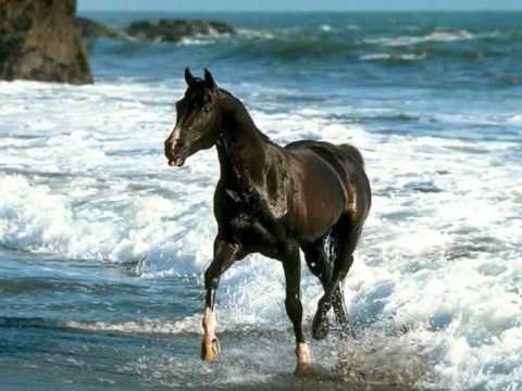 Doney Gal.wmv