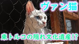 preview picture of video '-HD-トルコのヴァン猫ｰVan cats(Turkey)-'