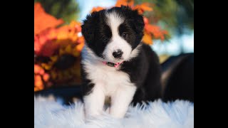 Video preview image #11 Border Collie Puppy For Sale in STRAFFORD, MO, USA