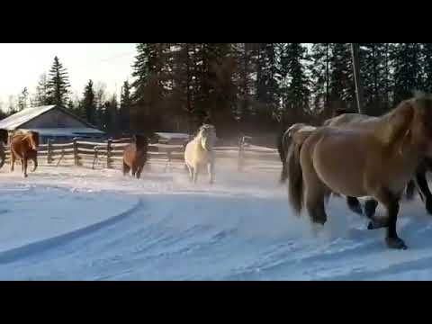 Нам не страшен серый волк. Сунтарцы оберегают лошадей от хищников с помощью колокольчиков