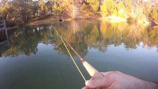 preview picture of video 'Rainbow Trout Fishing in North Florida 11/2011'