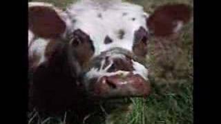 preview picture of video 'Cow Eating Grass in Colombia'