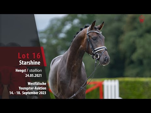 Youngster-Auktion Lot 16 Starshine Hengst v. Selectric - For Romance I