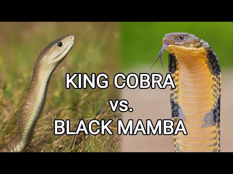 A Battle on the Edge | When the Black Mamba Clashes with the King Cobra! 😱🐍