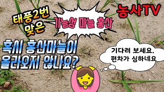 홍산마늘재배, 홍산마늘이 올라오지 않나요? 암을 이긴다고 하여 기능성 마늘이라 불리는 홍산마늘 발아가 참 늦…