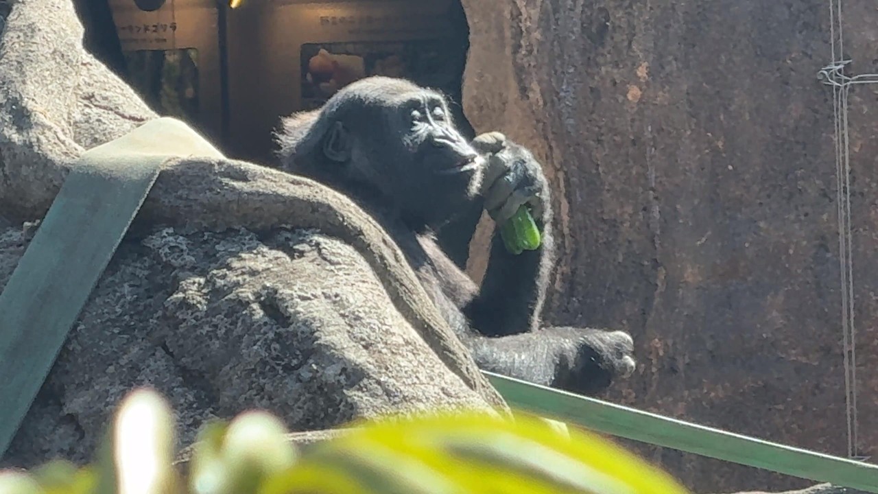 gorilla Sumomo's daily life.780