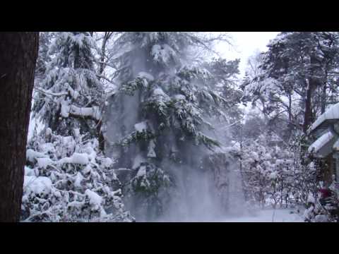 GEK TREKT AAN BOOM tot gevolg leidend