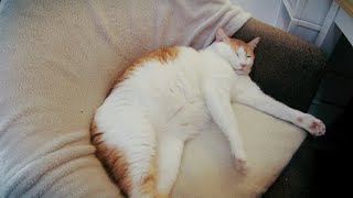 3 hours of cat sleeping