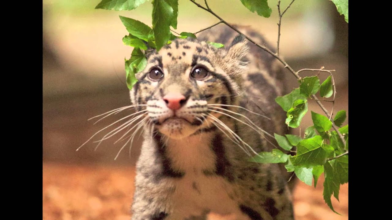 Clouded Leopard Cubs on Exhibit