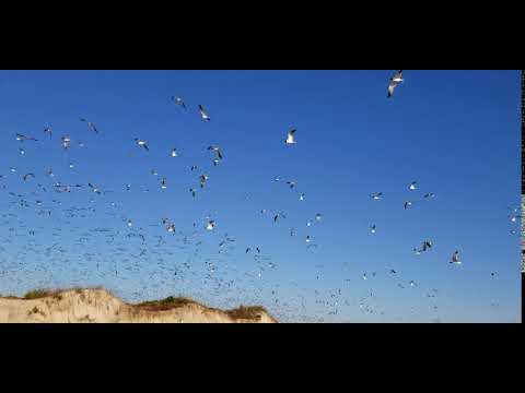 The reaction of the gulls to an approaching runner is something to see.