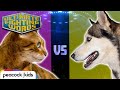 CAT VS. DOG - Which is the Better Pet? | ULTIMATE FIGHTING WORDS