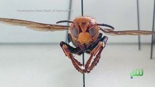 New Type Of Insect Has Arrived In U.S. With A Sting Strong Enough To Kill A Human