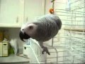 Meesho The Talking Lebanese Parrot Part 2