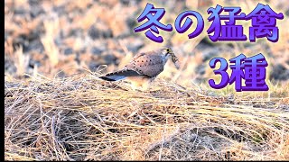 冬の猛禽3種　チョウゲンボウ・ハヤブサ・ハイイロチュウヒThree species of winter raptors.