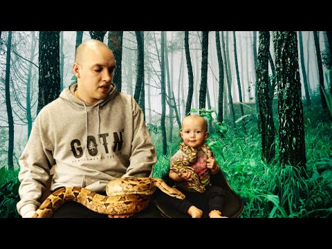 Ball Python vs Common Boa Constrictor (BCI)