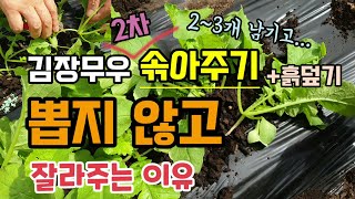 김장무우 솎아주기 무를 뽑지 않고 잘라주는이유 무북주기 흙덮기 무솎는방법 김장무우재배방법
