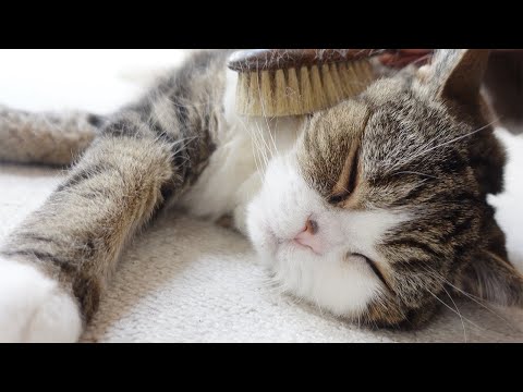 Maru is healed by the new brush.