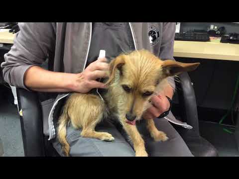 How to Use a Finger Brush to Brush a Small Dog's Teeth