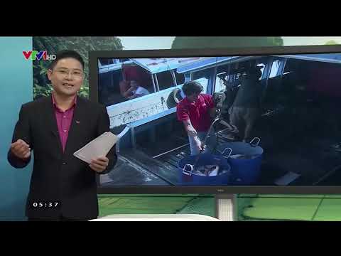 VTV1 - Chào buổi sáng (15/11/2014, reup)